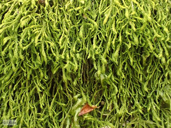 Anomodon longifolius